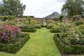 Lais Puzzle - David Austin Englische Strauchrose - 2.000 Teile