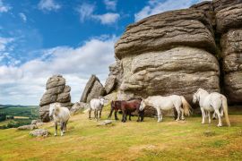 Lais Puzzle - Dartmoor Ponys in der Nähe von Saddle Tor, Dartmoor, Devon, England - 2.000 Teile