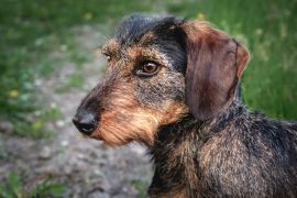 Lais Puzzle - Rauhhaardackel - 2.000 Teile