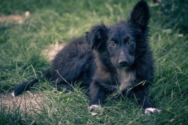 Lais Puzzle - Kroatischer Schäferhund - 2.000 Teile