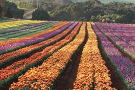 Lais Puzzle - Tulpen von Wynyard Tasmanien, Australien - 2.000 Teile