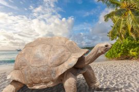 Lais Puzzle - Schildkröte am Strand, Seychellen - 2.000 Teile