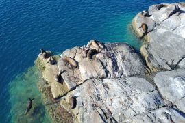 Lais Puzzle - Seelöwen auf der Insel Coronado - 2.000 Teile