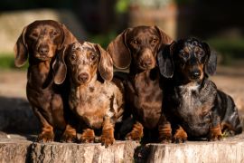 Lais Puzzle - Dachshunde - 2.000 Teile