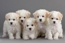 Lais Puzzle - Bichon Frise - 2.000 Teile
