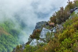 Lais Puzzle - Chamois (Rupicapra rupicapra), Naturpark Fuentes del Narcea, Degaña und Ibias, Asturien, Spanien - 2.000 Teile