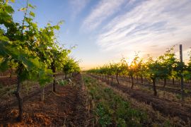 Lais Puzzle - Weingut Hunter Valley, Australien - 2.000 Teile