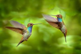 Lais Puzzle - Kolibri im Flug, Naturhabitat grüner Wald, Weißschwanz-Bergstar, Urochroa bougueri, Montezuma, Kolumbien - 2.000 Teile