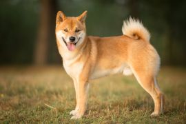 Lais Puzzle - Shiba Inu - 2.000 Teile
