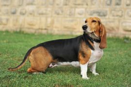 Lais Puzzle - Basset Artésien-Normand - 2.000 Teile