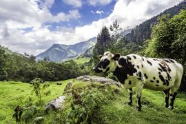 Lais Puzzle - Wunderschöne Tageswanderung im Cocora-Tal im Salento, Kolumbien - 2.000 Teile