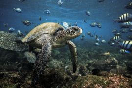 Lais Puzzle - Meeresschildkröte und Fisch, Galapagos Inseln, Ecuador - 2.000 Teile