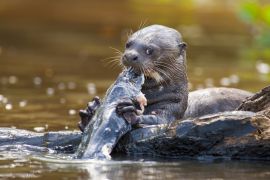 Lais Puzzle - Riesenotter beim Fischessen im Pantanal von Mato Grosso, Brasilien - 2.000 Teile