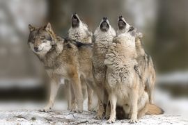 Lais Puzzle - Wölfe heulen - 2.000 Teile