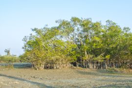 Lais Puzzle - Eine Pflanzenlandschaft im Dibru-Saikhowa-Nationalpark, Indien - 2.000 Teile