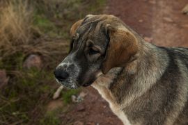 Lais Puzzle - Mastin Espanol - 2.000 Teile