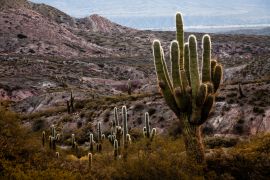 Lais Puzzle - Nationalpark Los Cardones, Salta, Argentinien - 2.000 Teile
