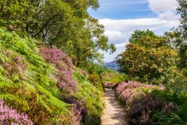 Lais Puzzle - Wanderweg durch üppiges lila Heidekraut und Farn an einem warmen, sonnigen Sommertag. Wicklow Mountains Way-Weg durch dichte Vegetation zum Maulin-Gipfel in den Wicklow Mountains, Irland - 2.000 Teile