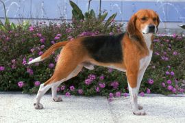 Lais Puzzle - Beagle-Harrier - 2.000 Teile