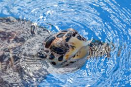 Lais Puzzle - Schildkröte beim Schwimmen im Projekt Tamar-Tank in Praia do Forte, Brasilien - 2.000 Teile