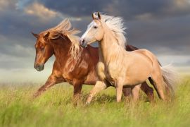 Lais Puzzle - Rotes Pferd und Palominopferd mit langer blonder Mähne in Bewegung auf Feld - 2.000 Teile