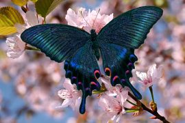 Lais Puzzle - Schwarzer Schmetterling - 2.000 Teile