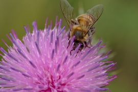 Lais Puzzle - Blick auf eine Biene mit einer Distelblüte in Villa de Merlo, San Luis, Argentinien. - 2.000 Teile