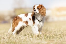 Lais Puzzle - King Charles Spaniel - 2.000 Teile