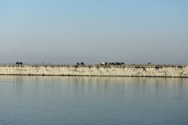 Lais Puzzle - Blick auf Büffel auf der Insel Majuli, der größten Flussinsel der Welt, Assam Indien - 2.000 Teile