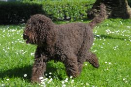 Lais Puzzle - Barbet - 2.000 Teile