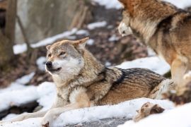 Lais Puzzle - 2 Wölfe im Schnee - 2.000 Teile