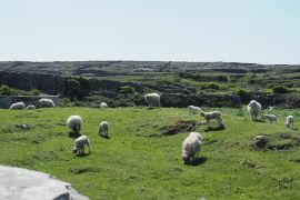 Lais Puzzle - Aran-Insel, Irland, Schaf - 2.000 Teile