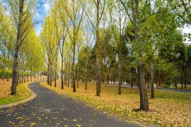 Lais Puzzle - Englische Bäume und Boden mit Herbstlaub bedeckt, Yarra Valley, Tarrawarra, Melbourne, Australien - 2.000 Teile