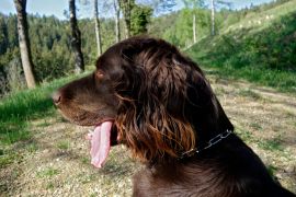 Lais Puzzle - Deutsch Langhaar - 2.000 Teile