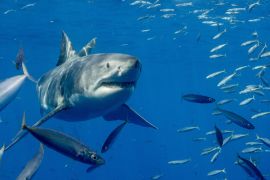 Lais Puzzle - Käfigtauchen mit dem Weissen Hai auf der Isla Guadalupe, Mexiko - 2.000 Teile