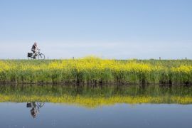 Lais Puzzle - Mann fährt Fahrrad entlang Wasser von Valleikanaal in der Nähe von Leusden in den Niederlanden und passiert gelb blühende Blumen von Raps - 2.000 Teile