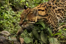 Lais Puzzle - Jaguar in einem Zoo, Ecuador - 2.000 Teile