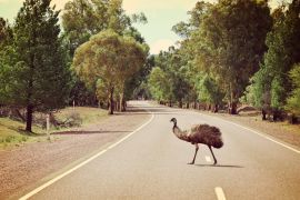 Lais Puzzle - Emu beim Überqueren der Straße im Flinders Ranges National Park, Australien - 2.000 Teile