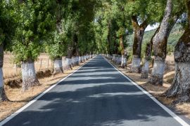 Lais Puzzle - Baumtunnel auf der Straße, Marvao, Alentejo, Portugal - 2.000 Teile