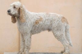 Lais Puzzle - Grand Griffon Vendeen - 2.000 Teile