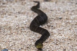 Lais Puzzle - Podocarpus, Ecuador - 2.000 Teile