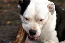 Lais Puzzle - Amerikanischer Pitbull-Terrier - 2.000 Teile