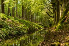 Lais Puzzle - Schöne grüne Bäume, die sich in einem kleinen Fluss spiegeln, der durch den Wald fließt. Frühlingslandschaft in Russeltown Wood, Grafschaft Wicklow, Irland - 2.000 Teile