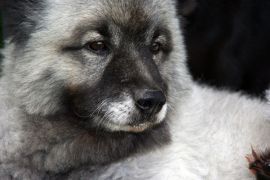 Lais Puzzle - Wolfsspitz - 2.000 Teile