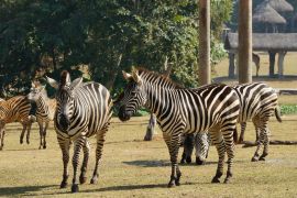 Lais Puzzle - Zebras im Chimelong Safari Park, China - 2.000 Teile
