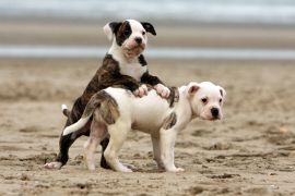 Lais Puzzle - American Bulldog - 2.000 Teile