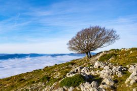Lais Puzzle - Buchen im Naturpark von Aralar mit einem Wolkenmeer im Hintergrund, Navarra, Spanien - 2.000 Teile
