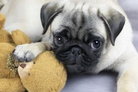 Lais Puzzle - Mops - 2.000 Teile