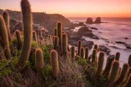 Lais Puzzle - Kaktus am Strand, Chile - 2.000 Teile
