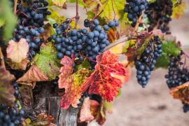 Lais Puzzle - Weintrauben am Rebstock in Mendoza Argentinien - 2.000 Teile